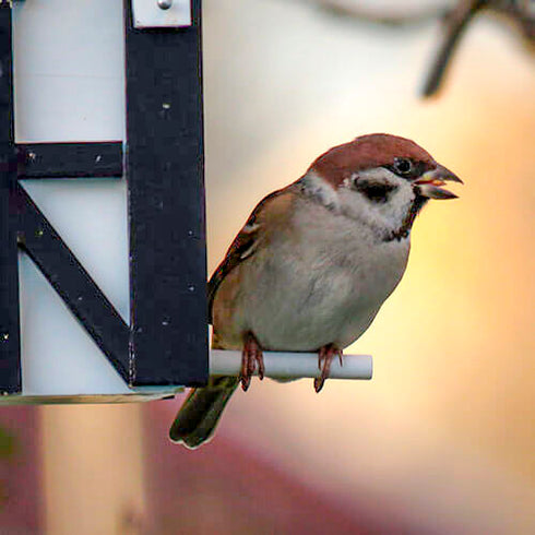 Talomallinen ruokinta ja linnunpönttö, alppimaja, WG109 - lentoaukko 32mm